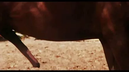 Các người Mẫu (1971) (Hoa Kỳ) (tiếng) - xMackDaddy69 phim sex gay hoc sinh